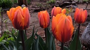 7th May 2012 - More Orange and Purple