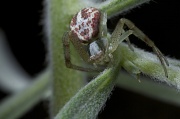 7th May 2012 - Another Crab Spider