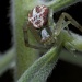 Another Crab Spider by robv