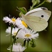 Slow Flutter by cjwhite