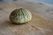 8th May 2012 - urchin
