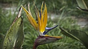 8th May 2012 - TA’ QALI – BIRD OF PARADISE