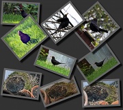 8th May 2012 - Blackbird Collage