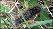 7th May 2012 - Caterpillars on the move !