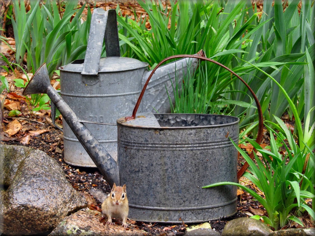 Watering Cans Filling With Rain by paintdipper