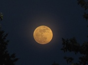 5th May 2012 - Marvelous Night for a Moondance