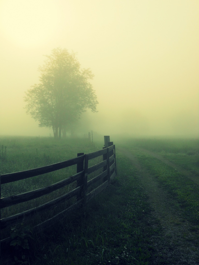 Foggy Morning II by cindymc