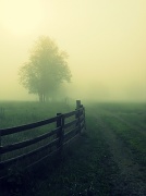 8th May 2012 - Foggy Morning II