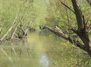 8th May 2012 - The river