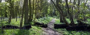 8th May 2012 - Bluebell Wood 2012 Pt2