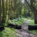 Bluebell Wood 2012 Pt2 by itsonlyart