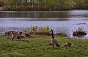 8th May 2012 - It Takes a Gaggle