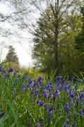 6th May 2012 - Bluebells