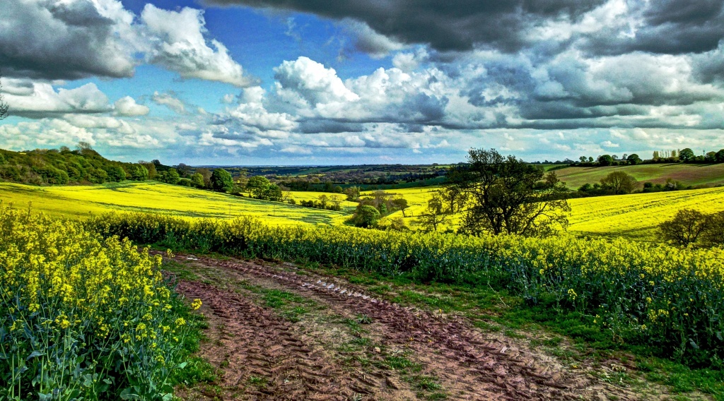yellow fields, cloudy skies by jantan