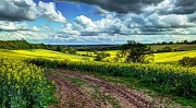 8th May 2012 - yellow fields, cloudy skies