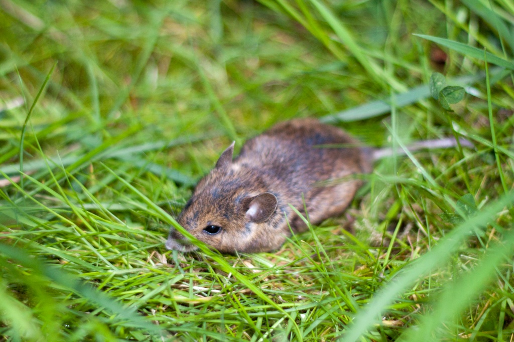 Field Mouse by natsnell