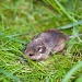 Field Mouse by natsnell