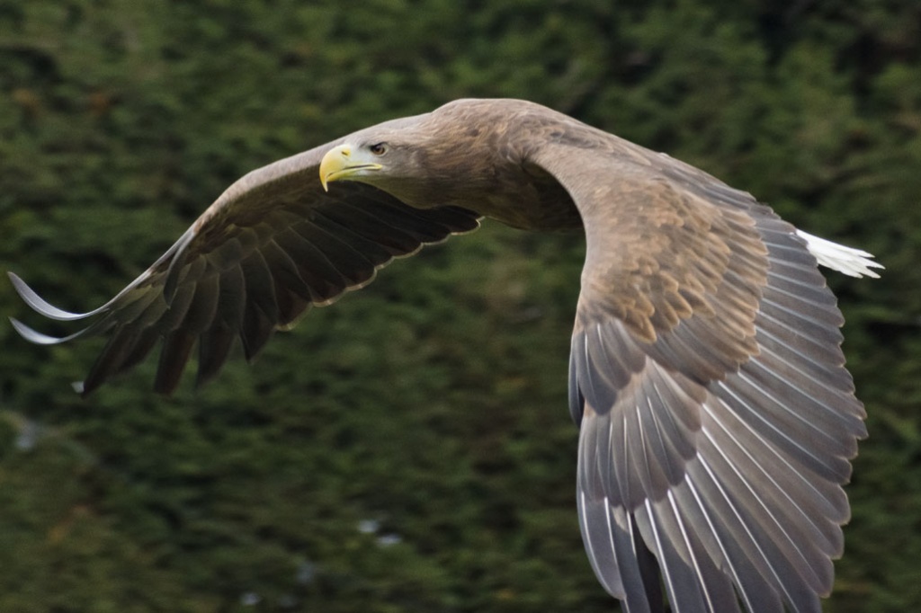 White-tailed Sea-eagle by harveyzone