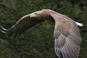 5th May 2012 - White-tailed Sea-eagle