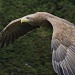White-tailed Sea-eagle by harveyzone