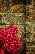 8th May 2012 - Azaleas and A Wall