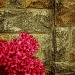 Azaleas and A Wall by skipt07