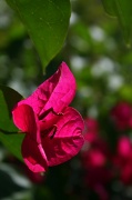 8th May 2012 - Pink Flower