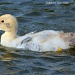 Duckling  by grannysue