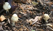 8th May 2012 - 3 mushrooms