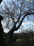8th May 2012 - Blue Skies and Bare Trees
