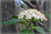 8th May 2012 - white wild flower