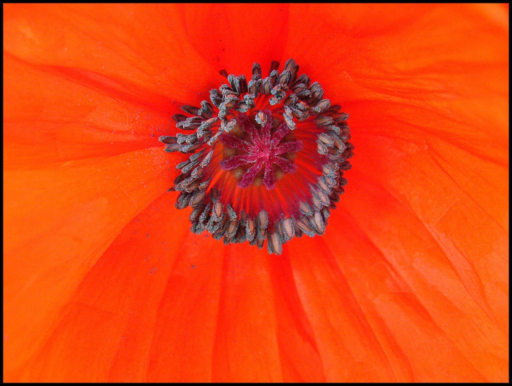 Poppy by olivetreeann
