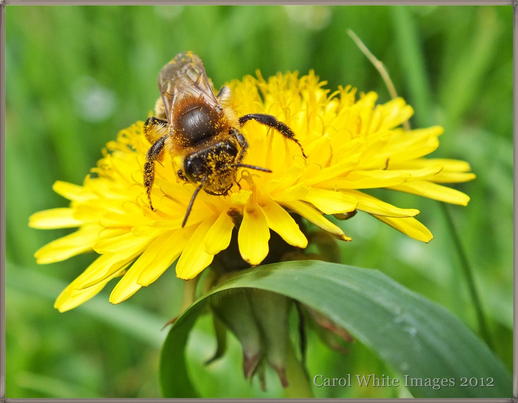 The Pollinator by carolmw