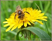 9th May 2012 - The Pollinator