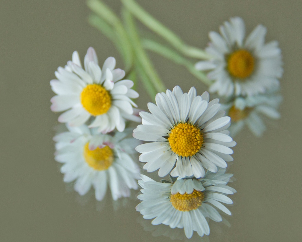 Daisies, daisies by dulciknit