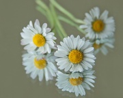 8th May 2012 - Daisies, daisies