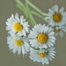 Daisies, daisies by dulciknit