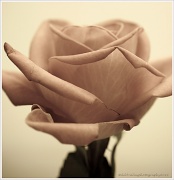 8th May 2012 - 8.5.12 Rose