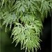9.5.12 Japanese Maple  by stoat