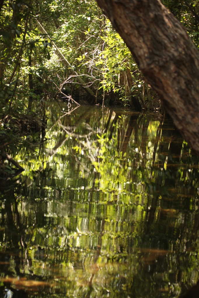 2nd creek-rainforest reflections near Florence Falls, Litchfield National Park, Northern Territory by lbmcshutter