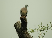 9th May 2012 - Pigeon post.
