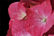 9th May 2012 - Hydrangea Flowers