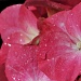 Hydrangea Flowers by seanoneill