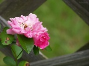 10th May 2012 - WILD Roses...