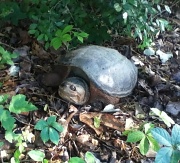 9th May 2012 - Common Snapping Turtle