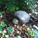 Common Snapping Turtle by tara11