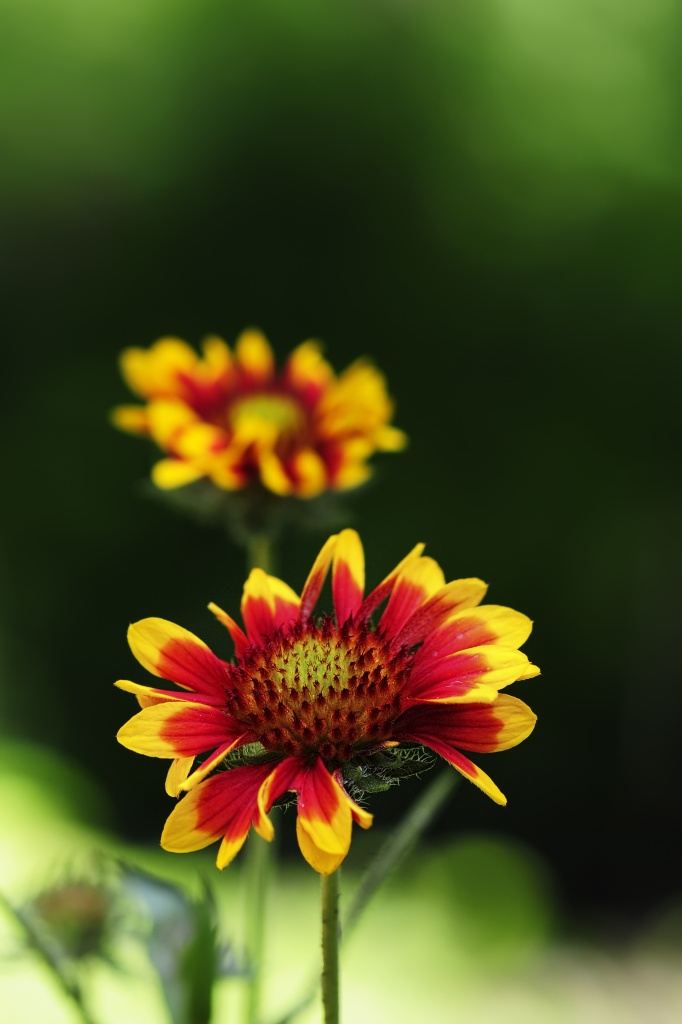 Blanket Flower by lstasel