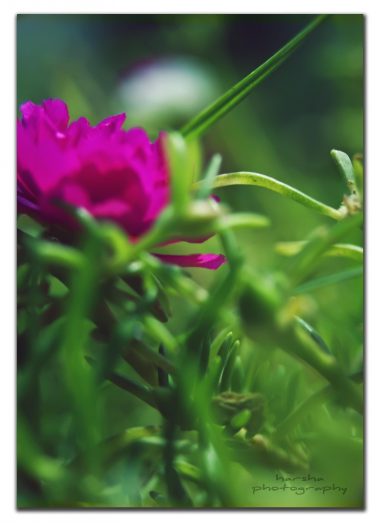 green and pink by harsha