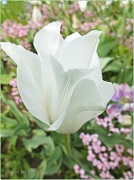 10th May 2012 - Tulip