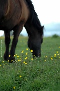 8th May 2012 - Kiss-me in the pasture